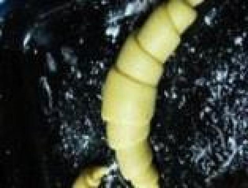 Step 6